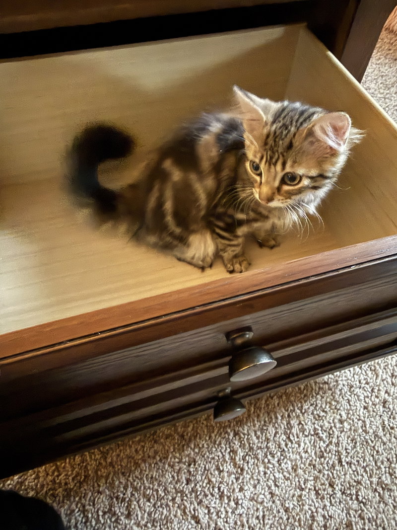 Jelly Tot, photo 3