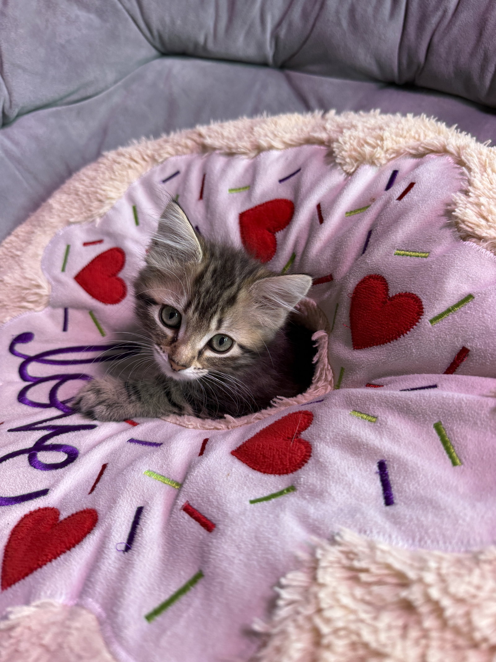 Jelly Tot (bonded to Jelly Belly), photo 5