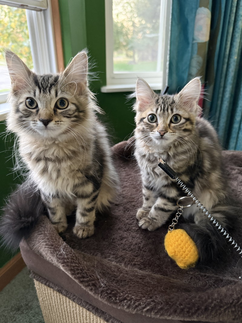 Jelly Belly, a female kitten up for adoption
