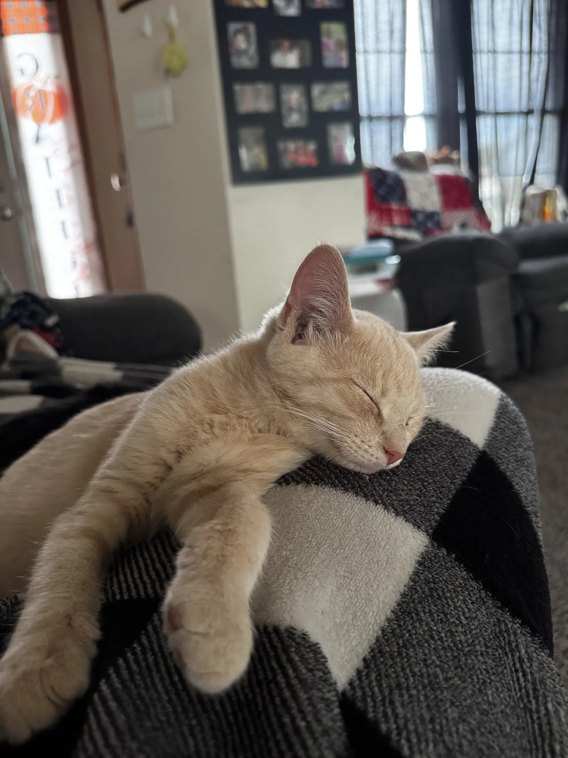 Jerry - Domestic Short Hair