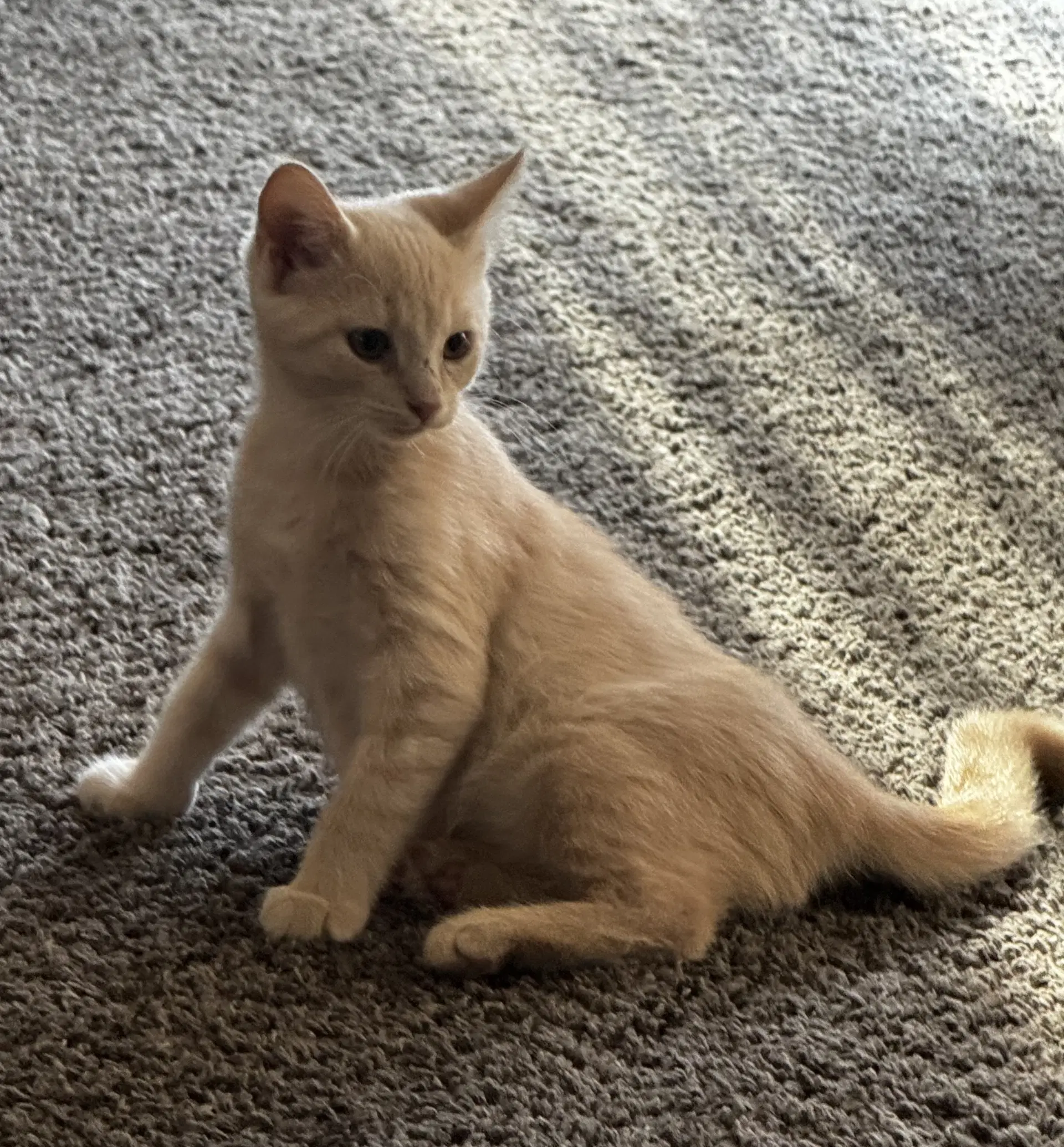 Jerry image 4