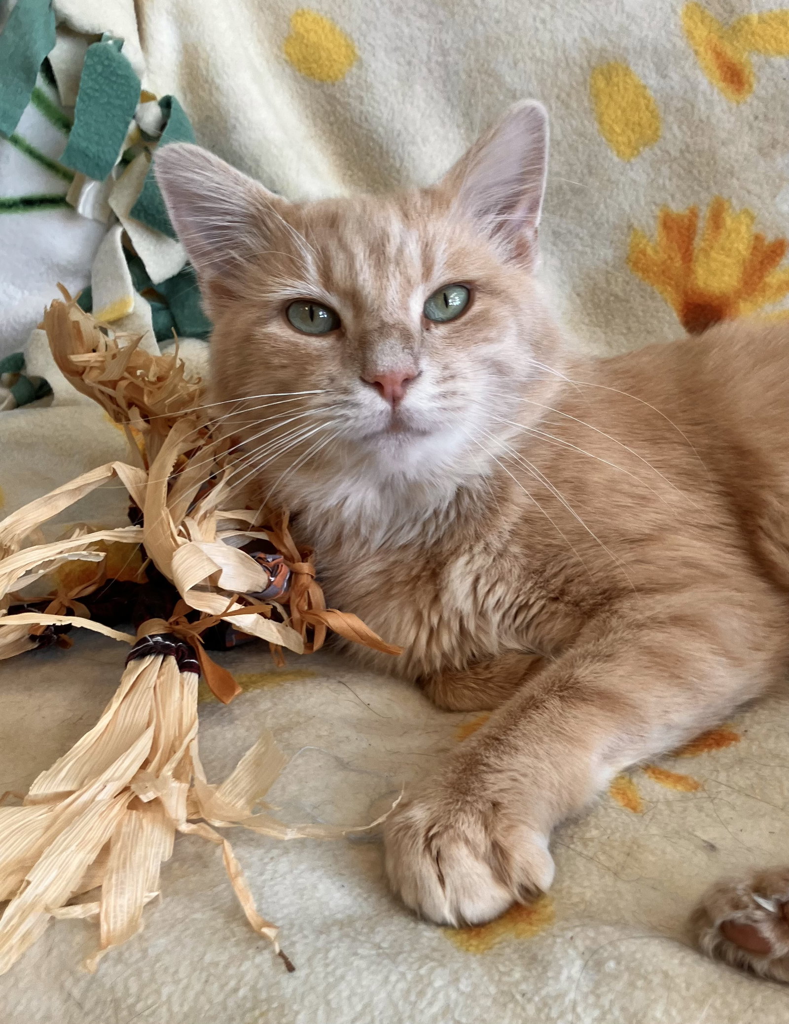 Lil' Man