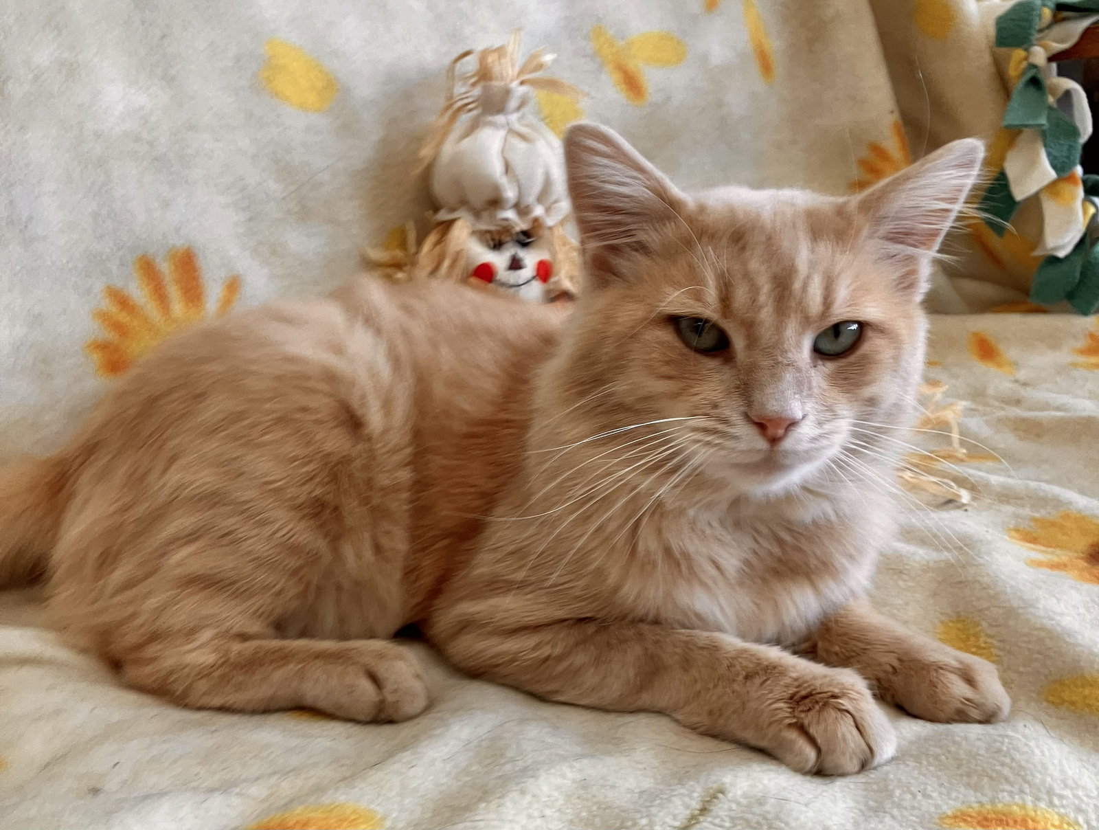 Lil' Man, photo 2
