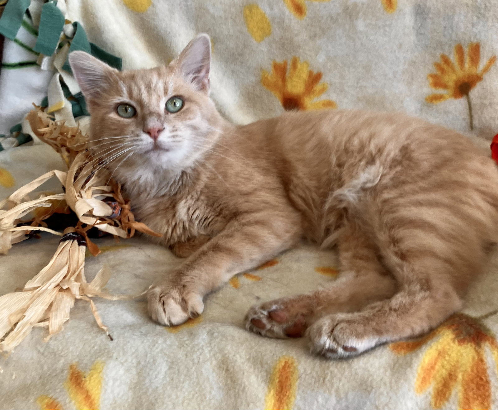 Lil' Man, photo 5