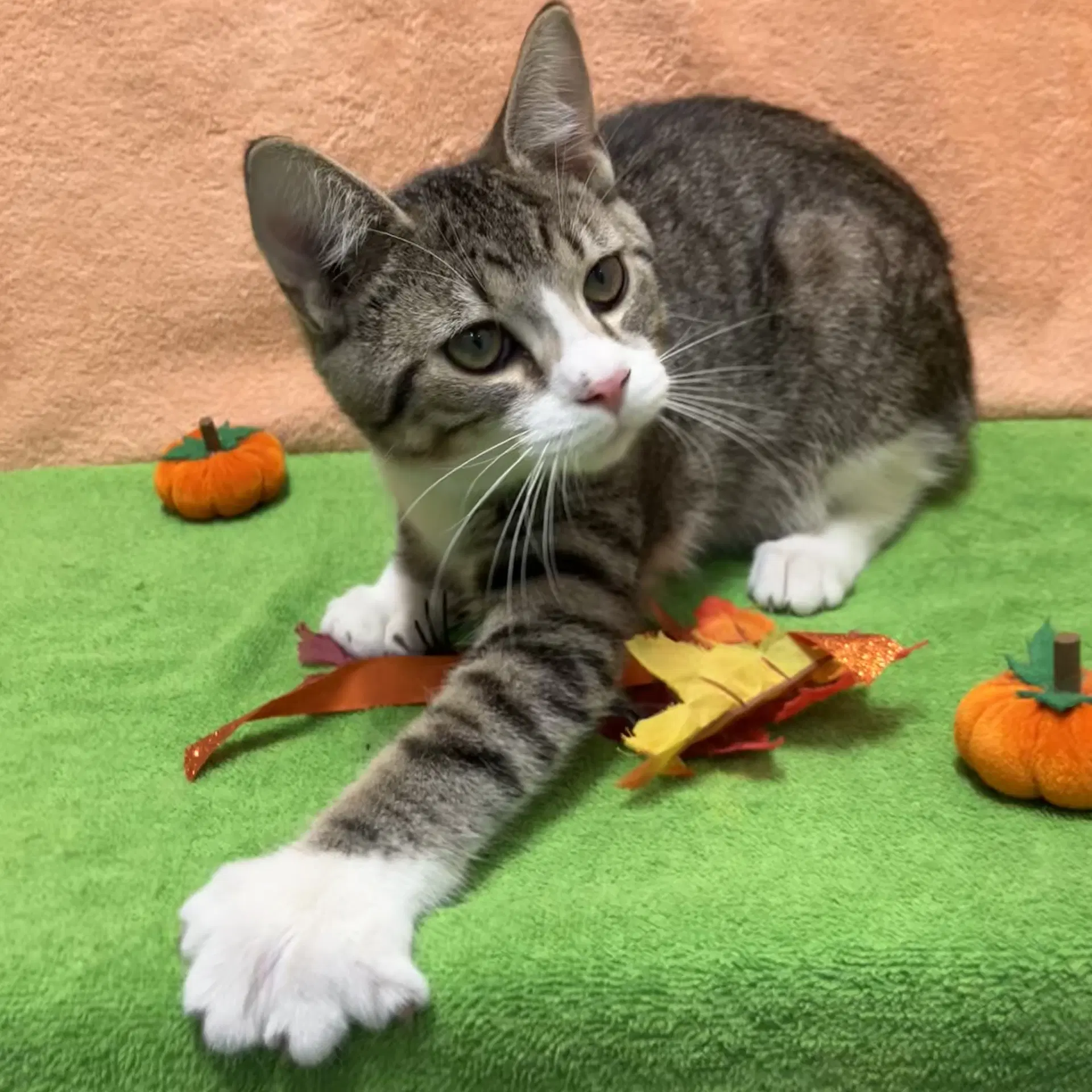 Yisidro - Domestic Short Hair
