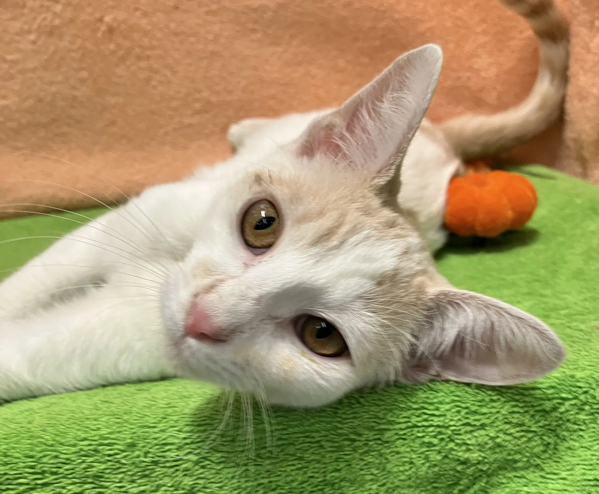 Spencer - Domestic Short Hair