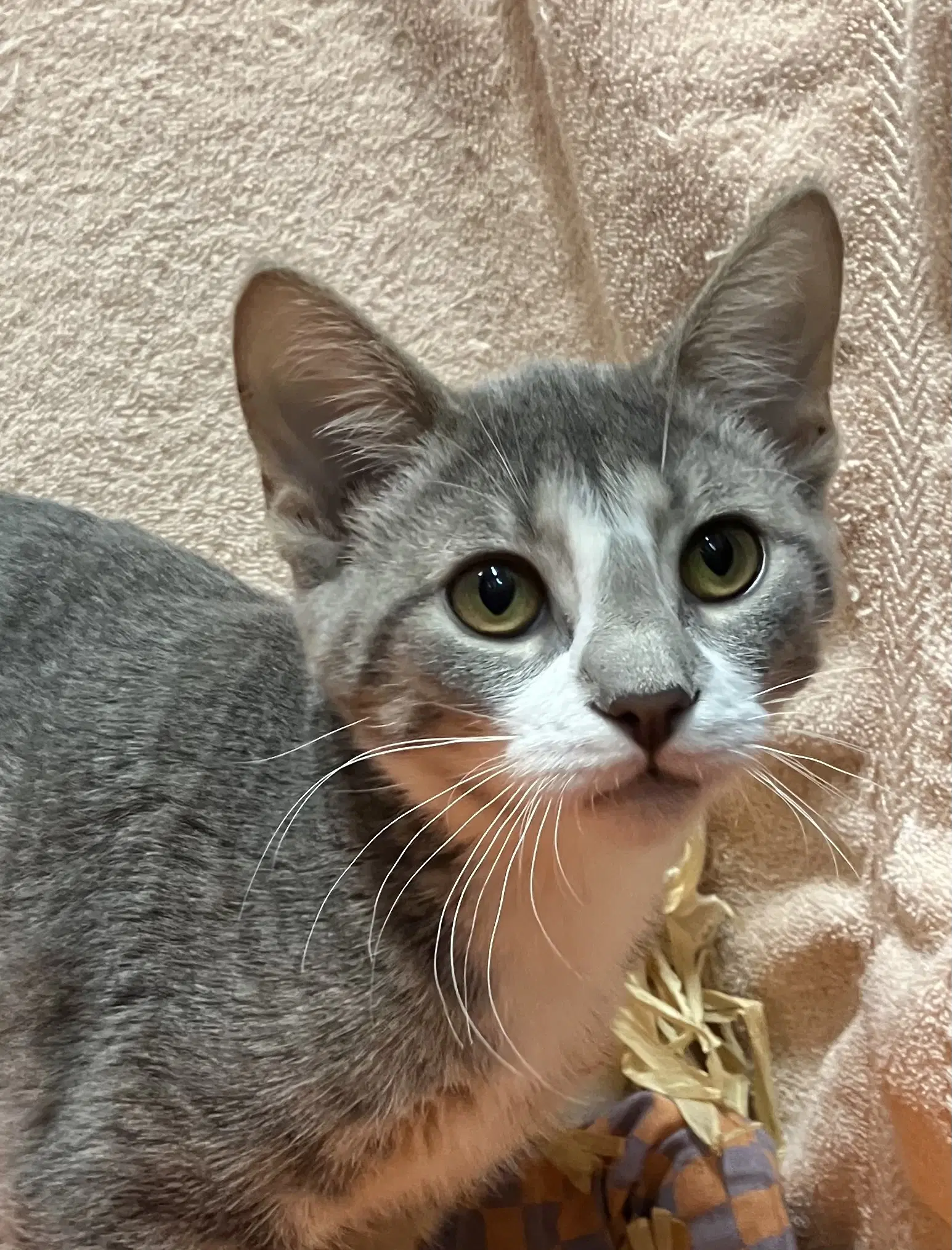Neesa - Domestic Short Hair
