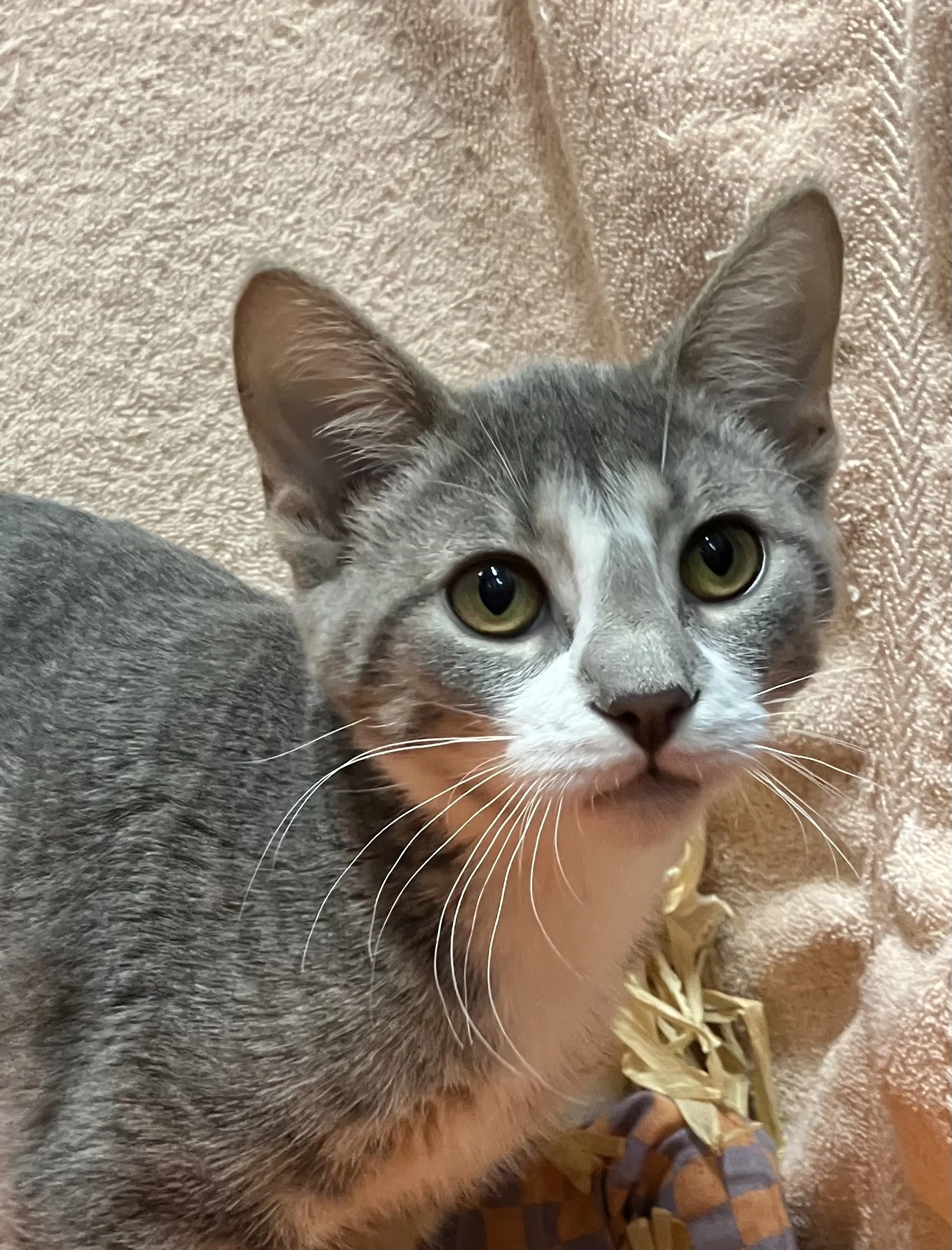 Neesa