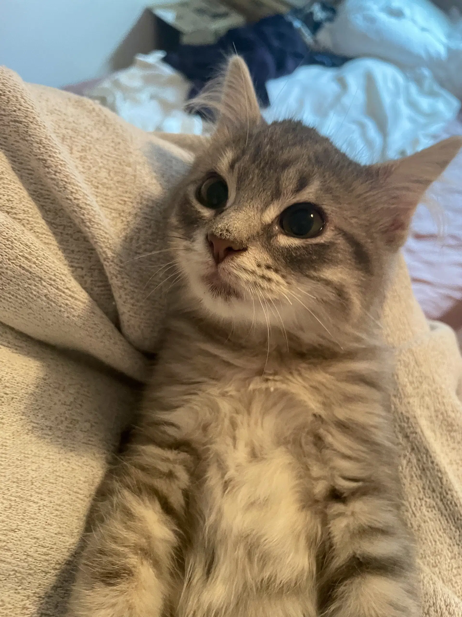 Joey - Domestic Long Hair