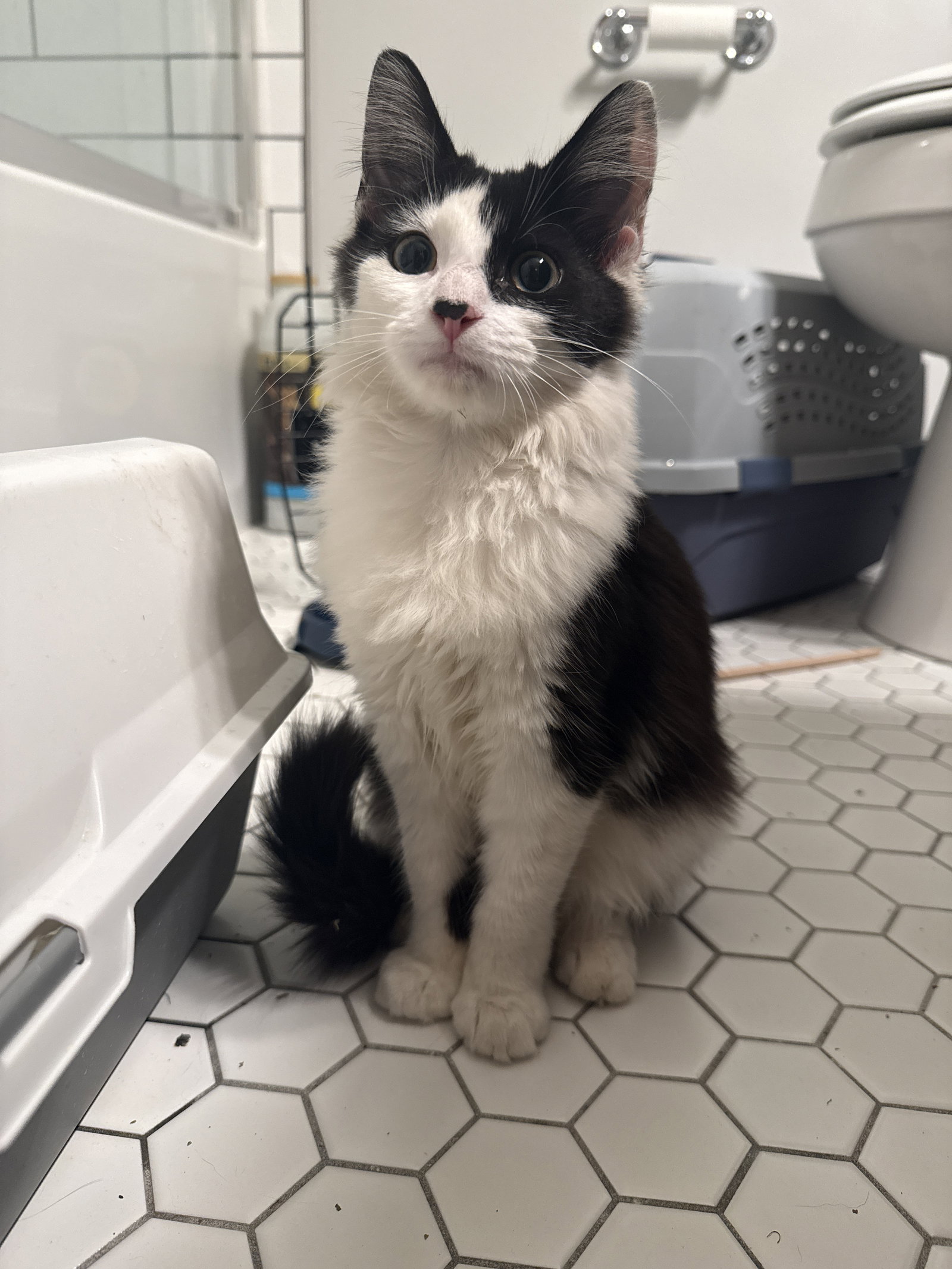 Domino