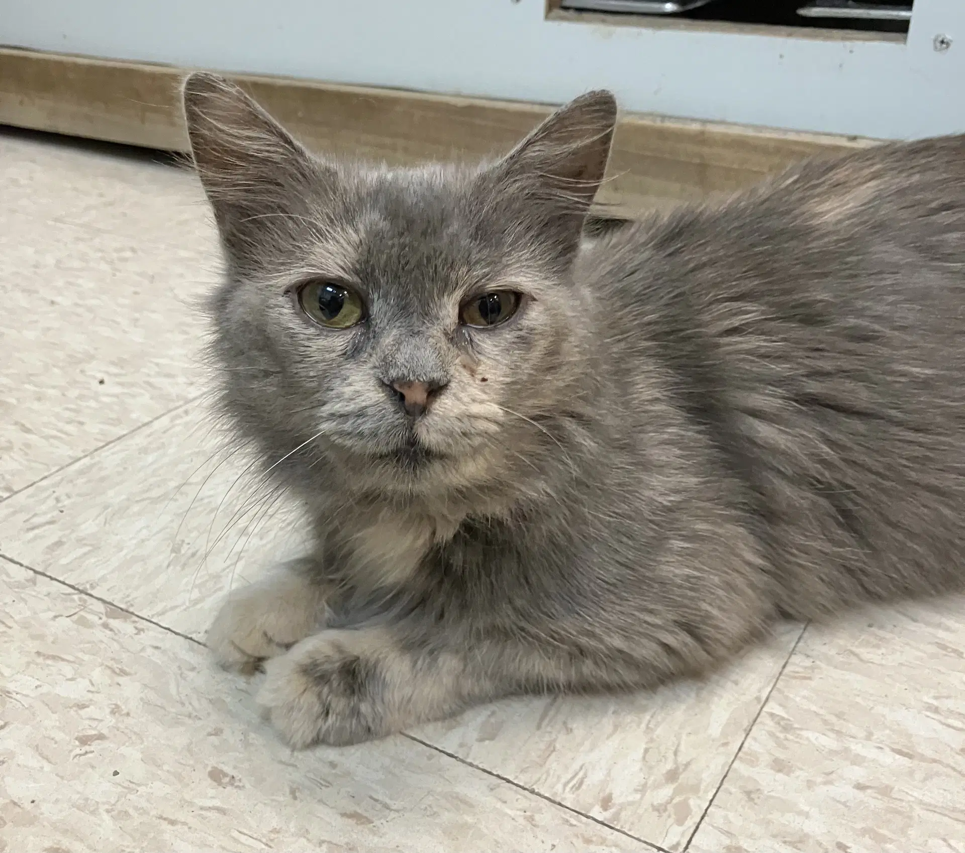 Fern - Domestic Medium Hair