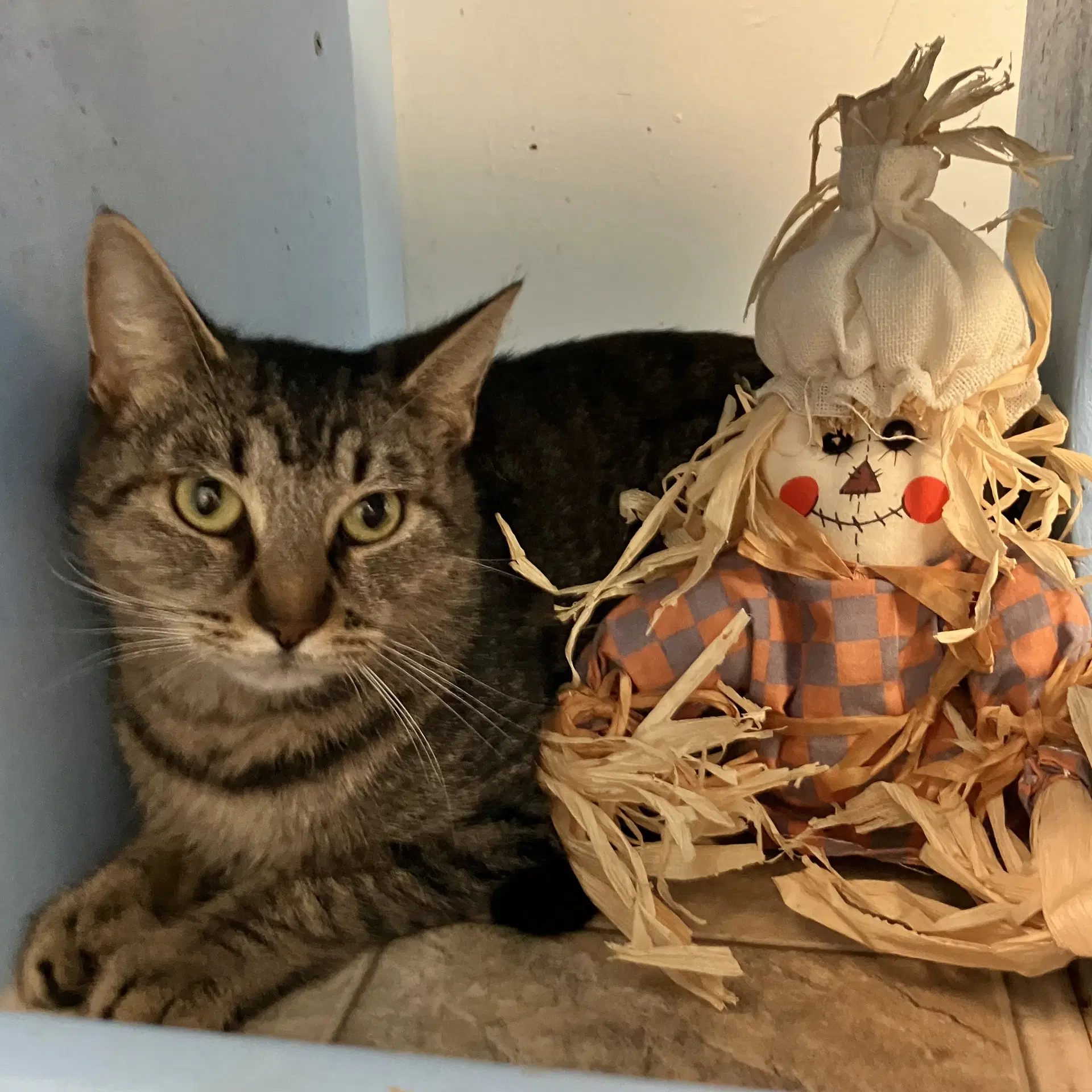 Faraday - Tabby