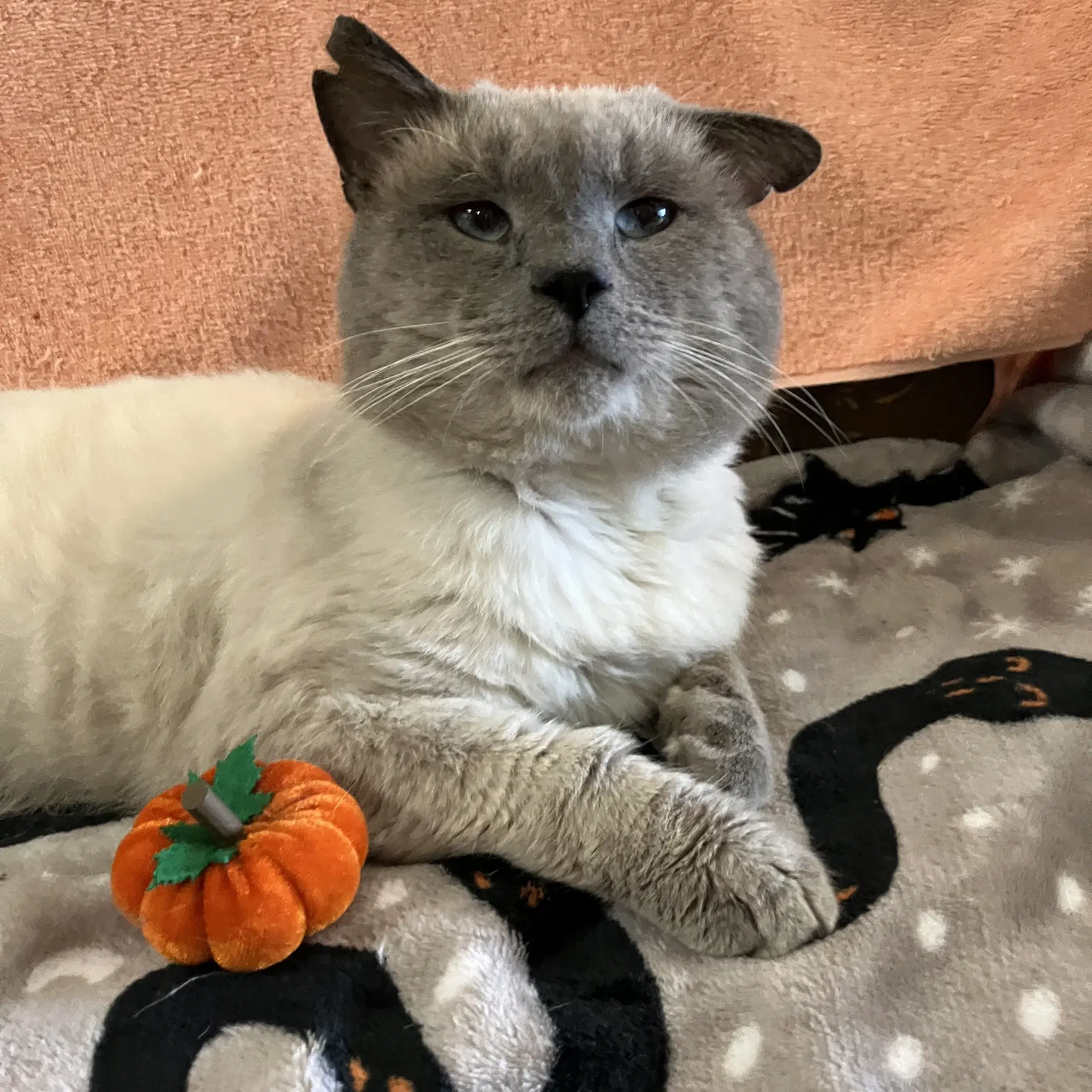 Sinatra - Siamese