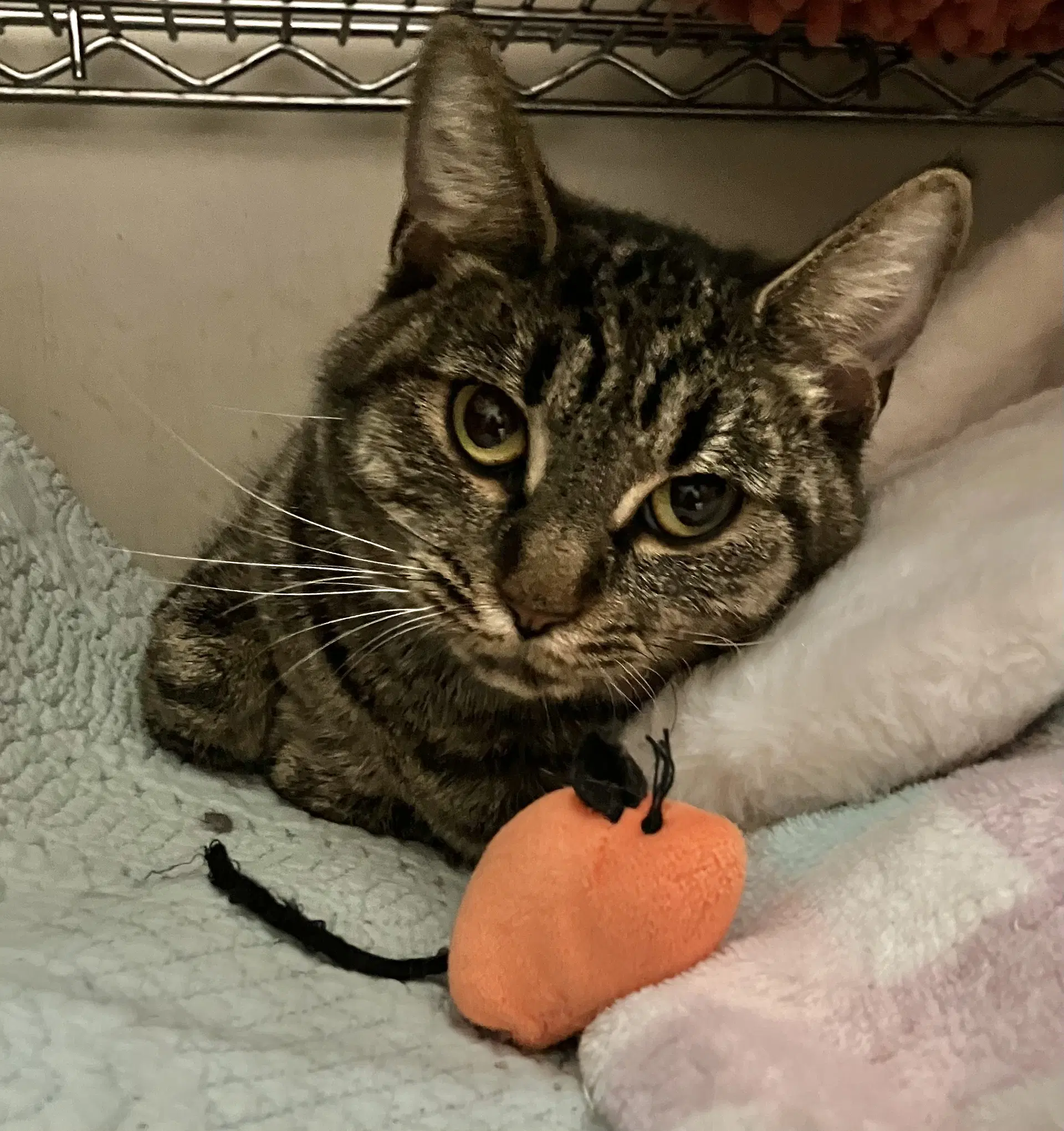Nala - Tabby