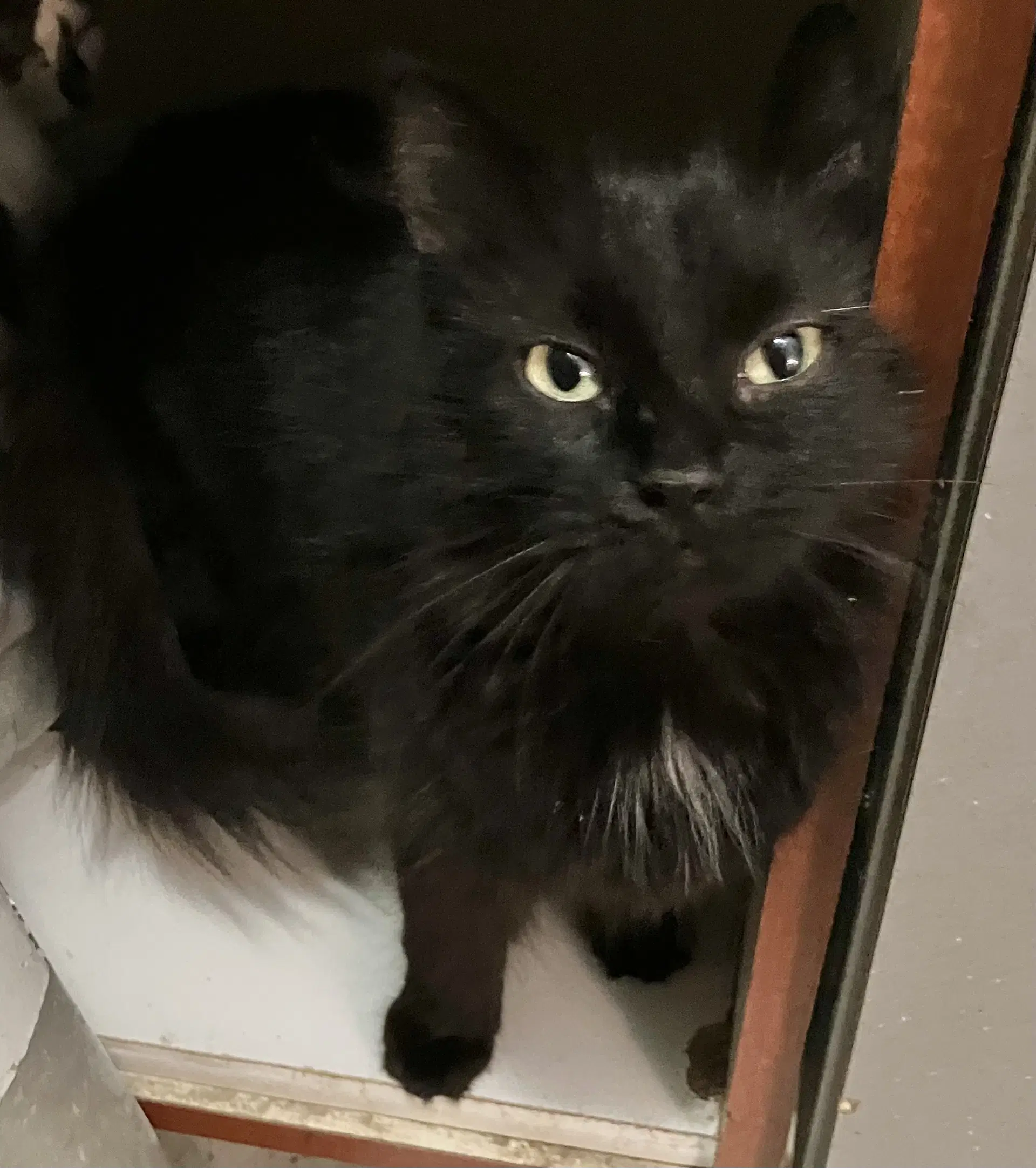 Licorice - Domestic Long Hair