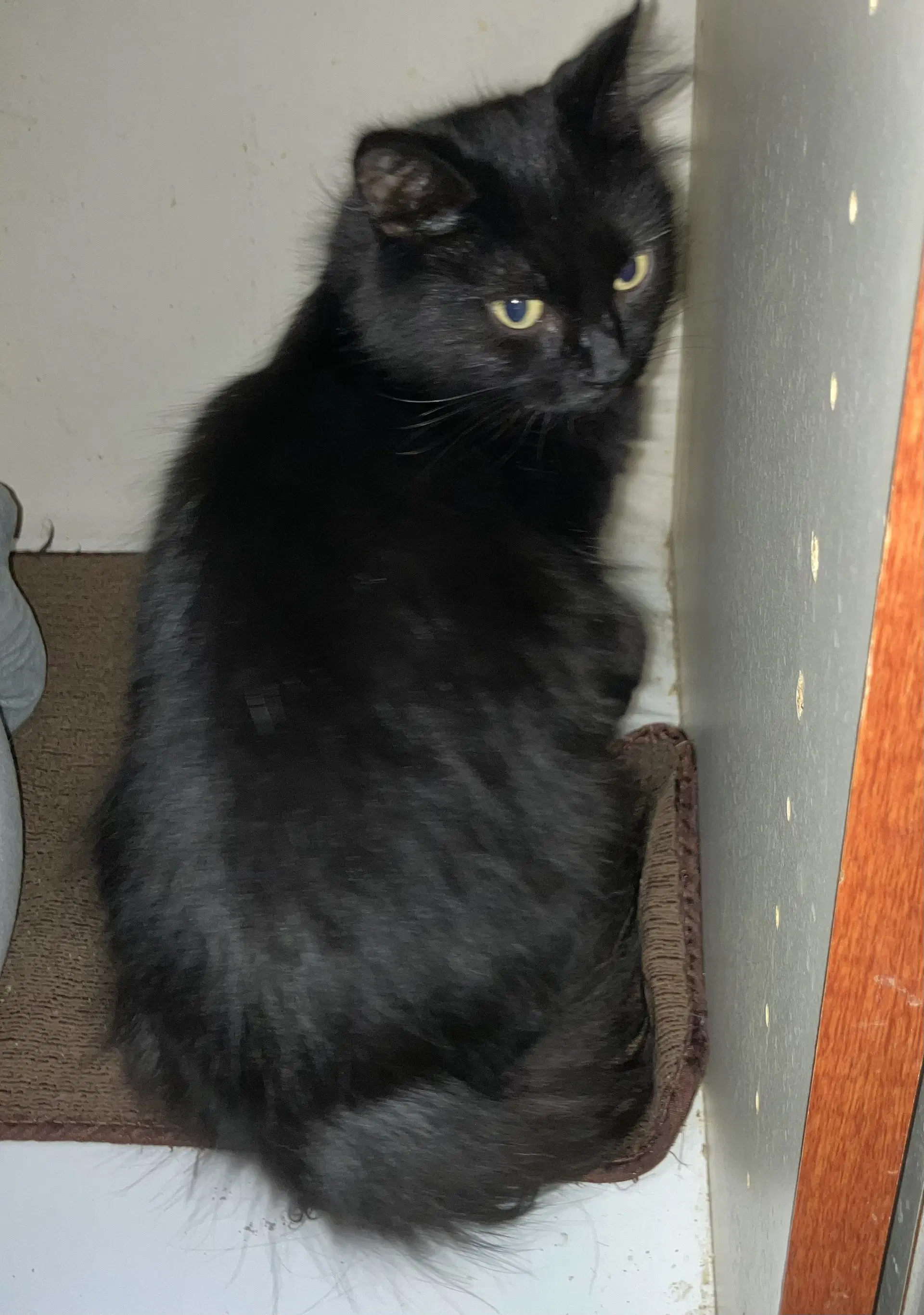 Licorice image 2
