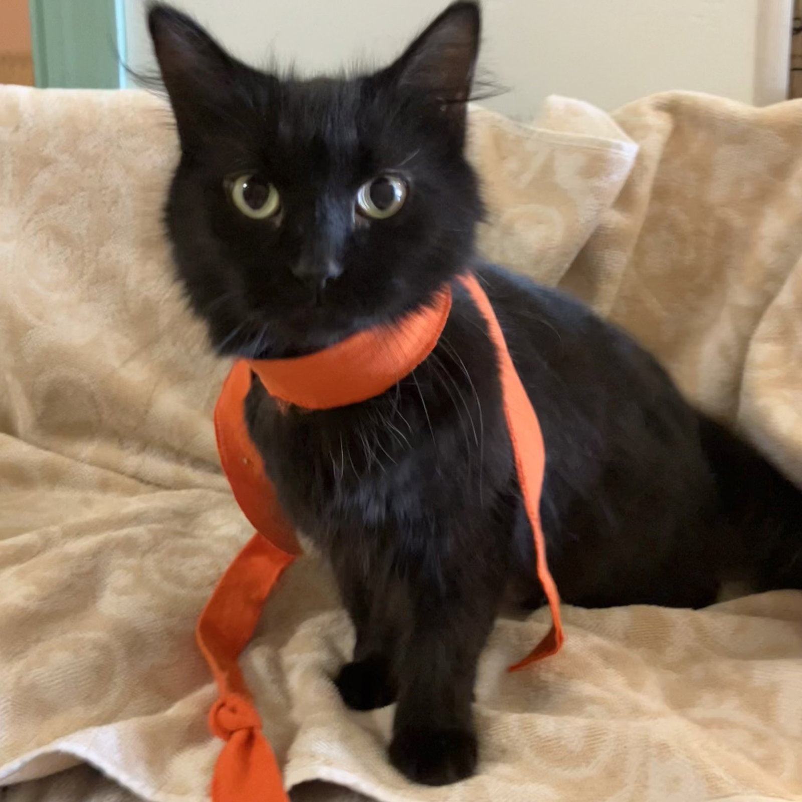 Licorice, photo 2