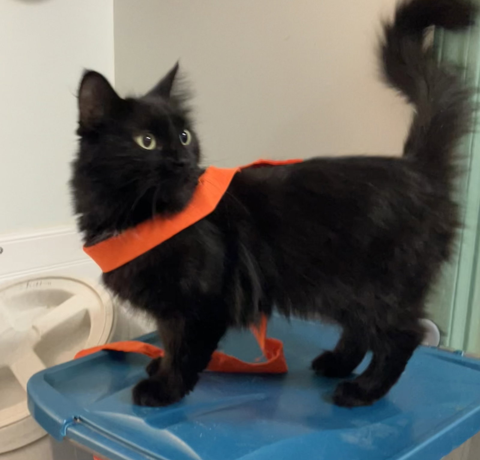 Licorice