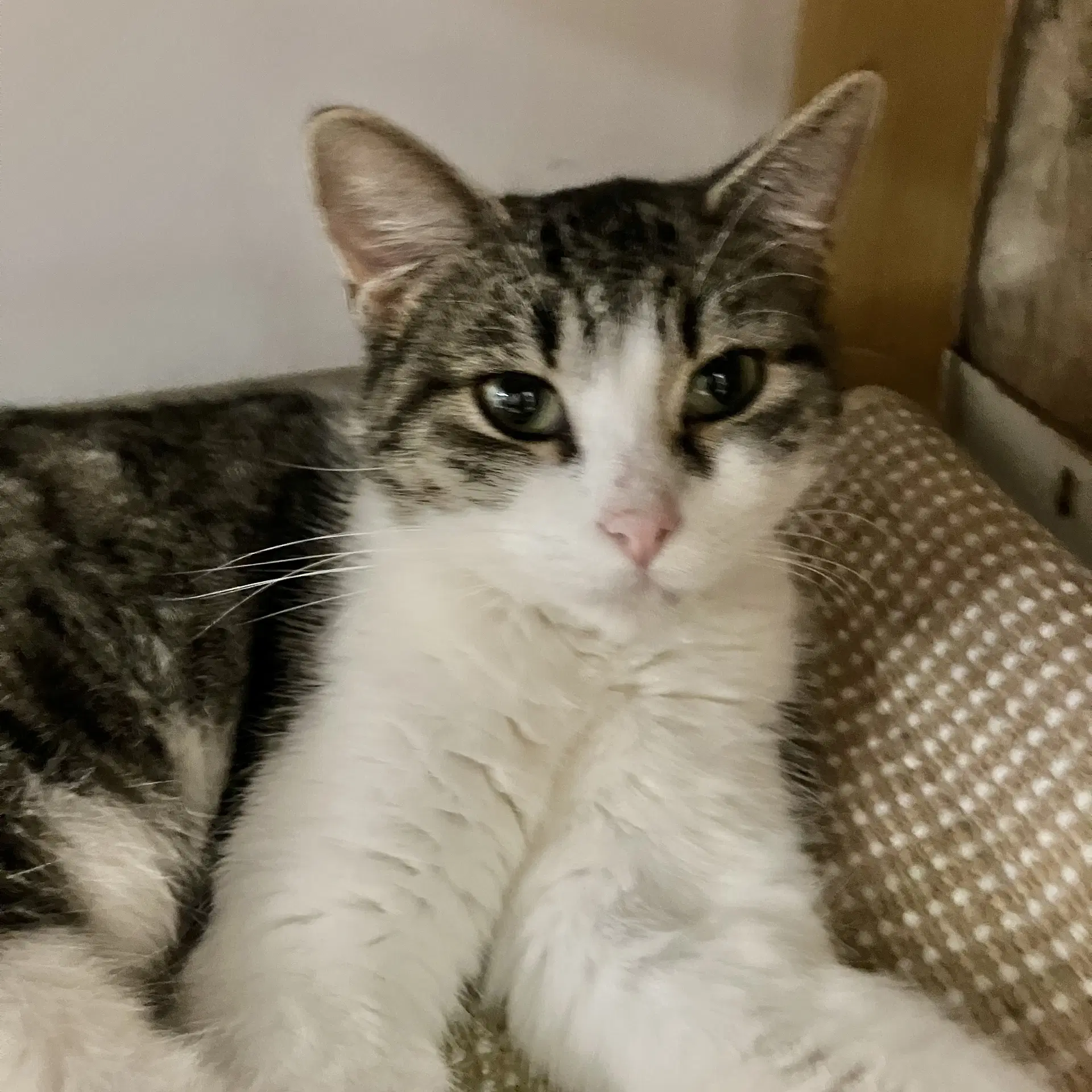Darcy - Tabby