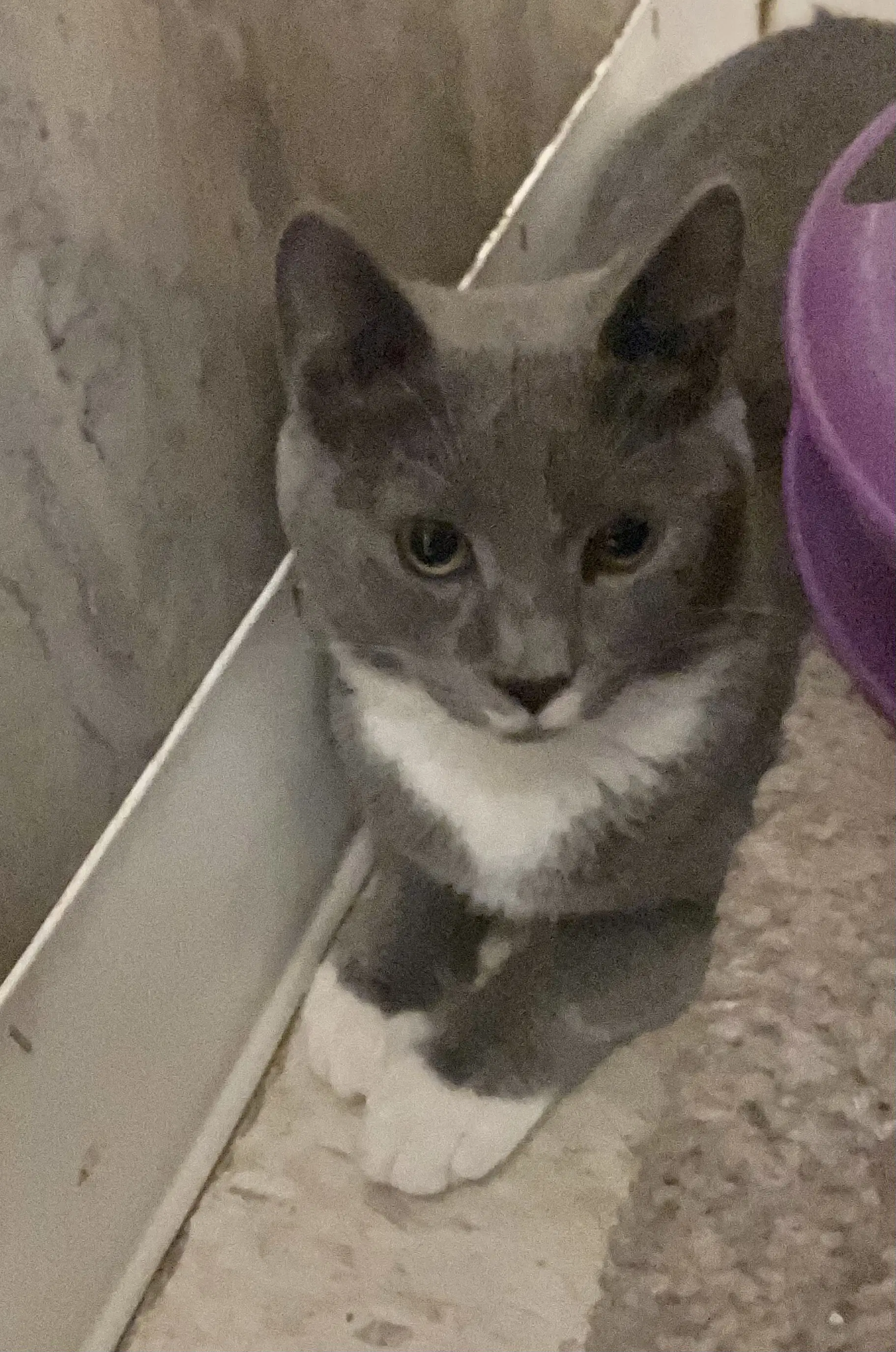 Lavender - Domestic Short Hair