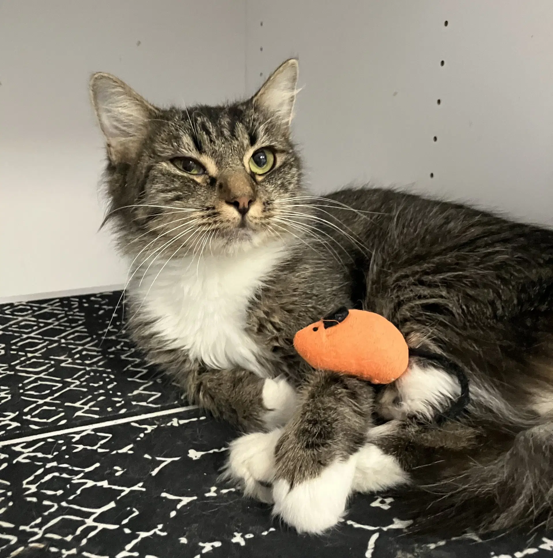Tansy - Domestic Medium Hair