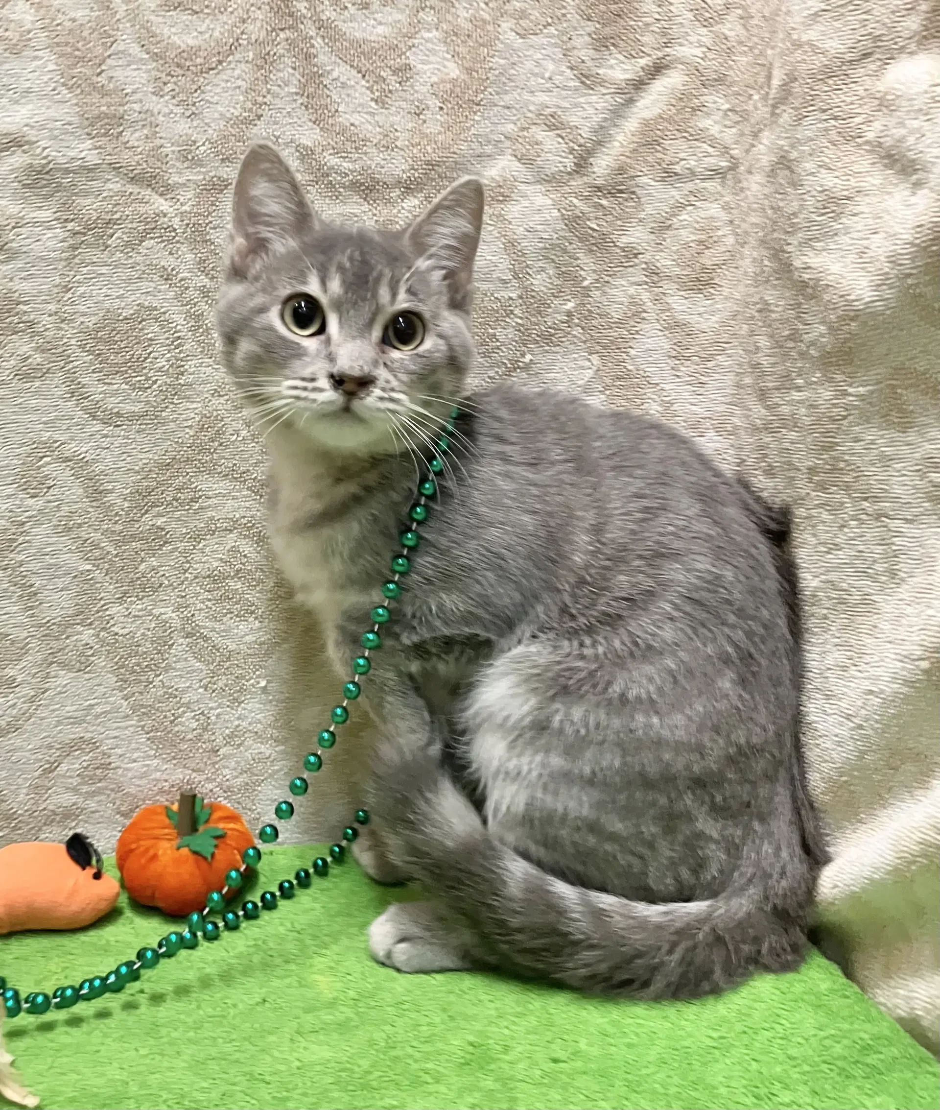 Tessa - Tabby