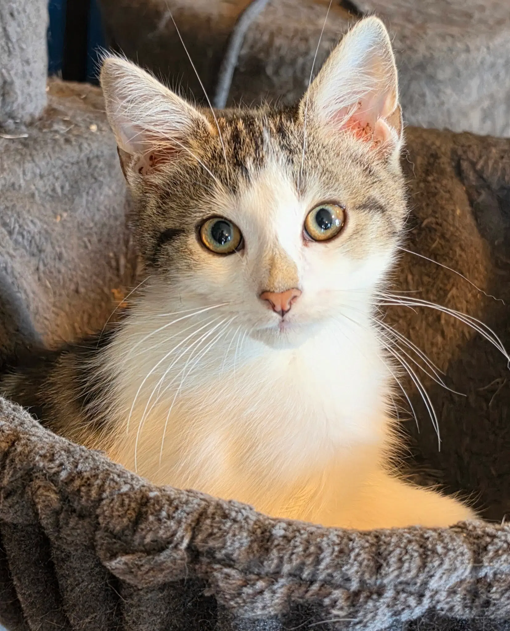 Juicebox - Domestic Short Hair