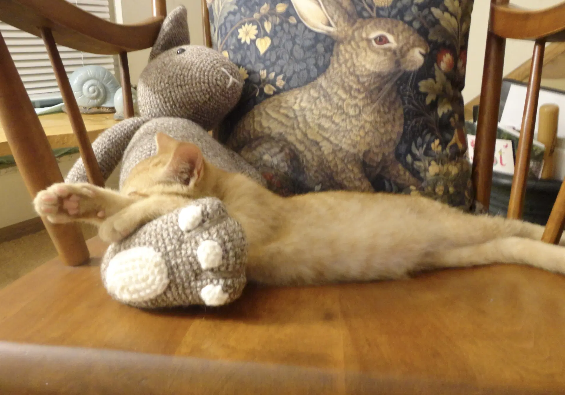 Cuddles - Domestic Short Hair