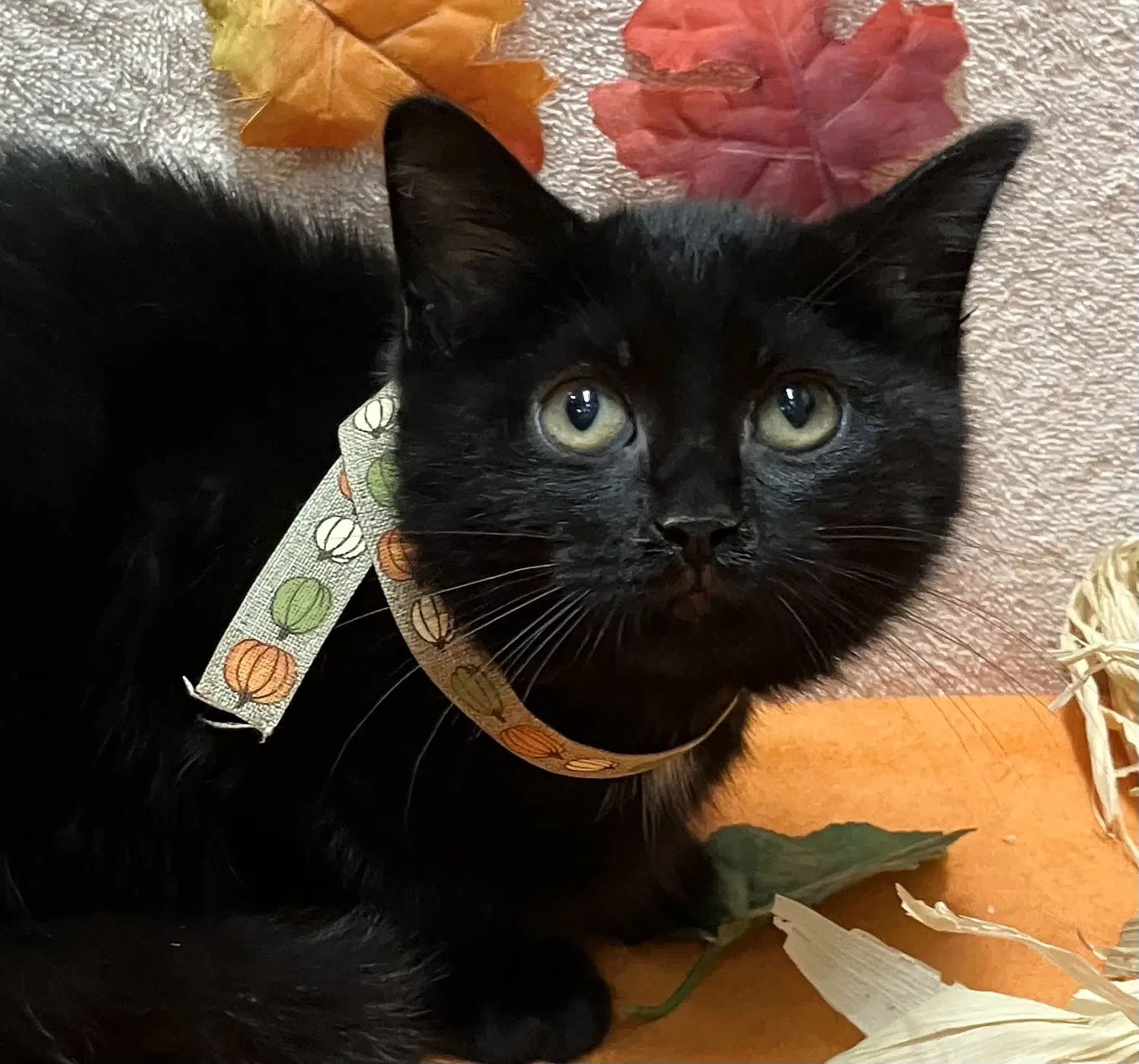 Zen - Domestic Short Hair