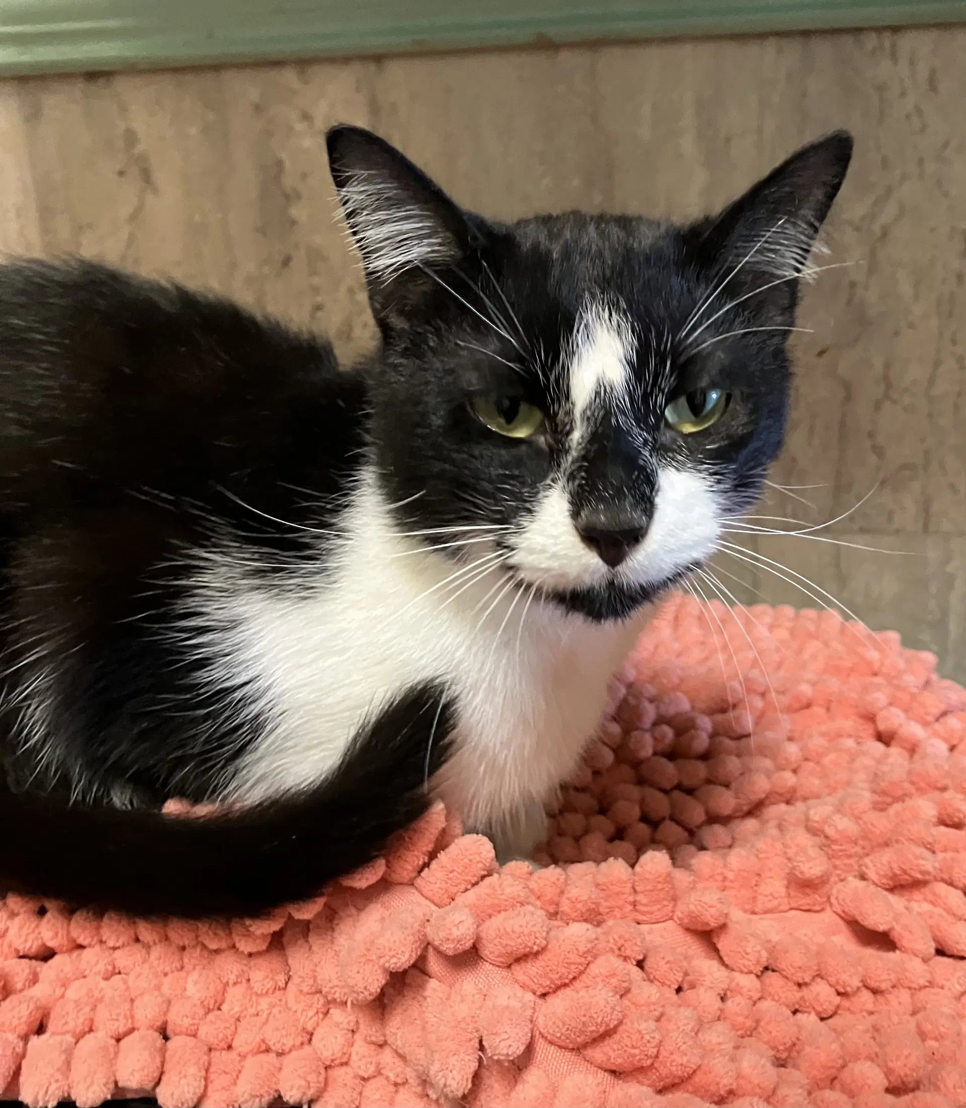 Dexter - Domestic Short Hair