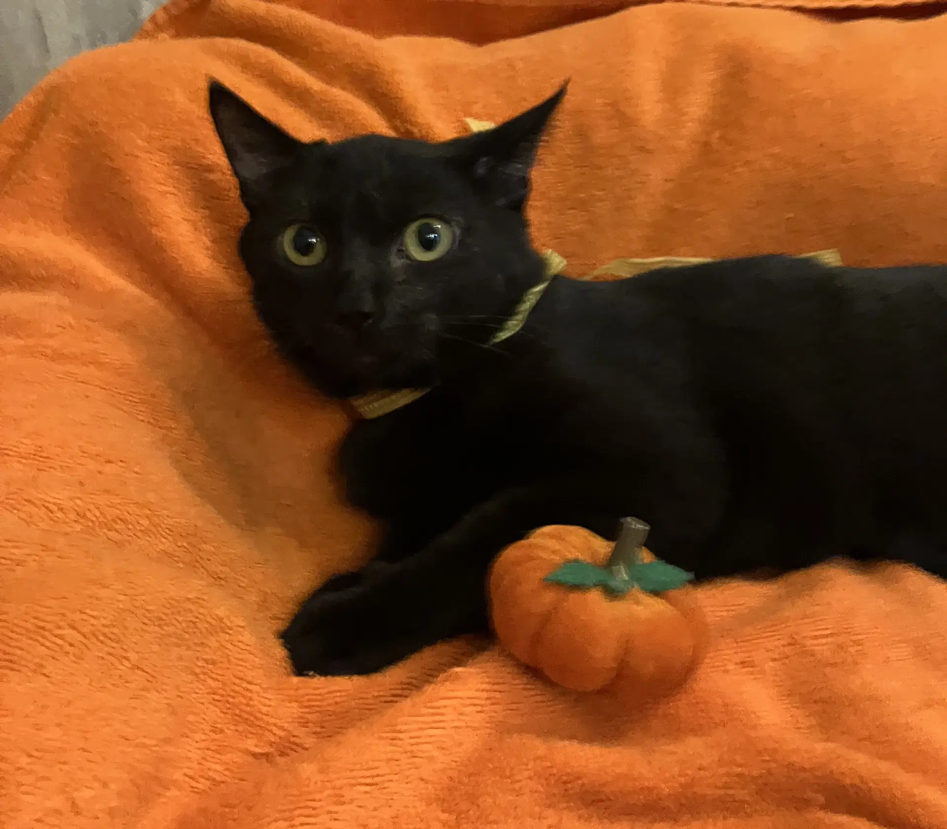 Bronte - Domestic Short Hair