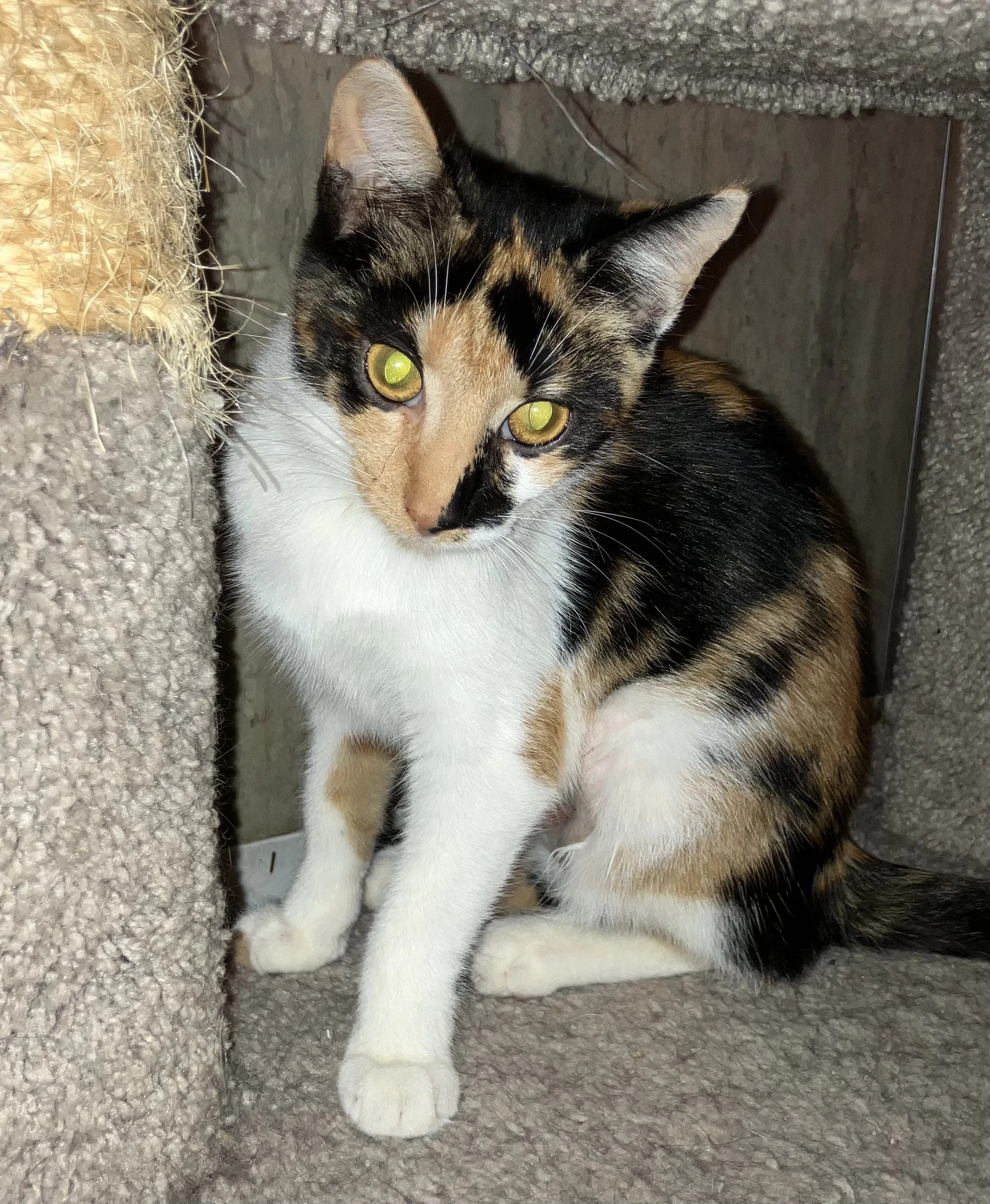 Peanut Bonded With Sweet Pea
