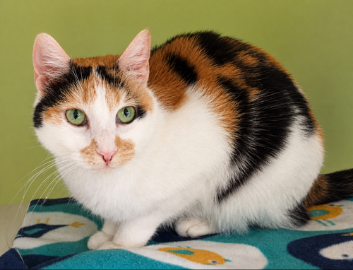 Abby, an adoptable Calico in Dublin, OH