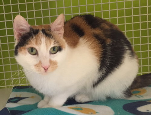 Abby, an adoptable Calico in Dublin, OH