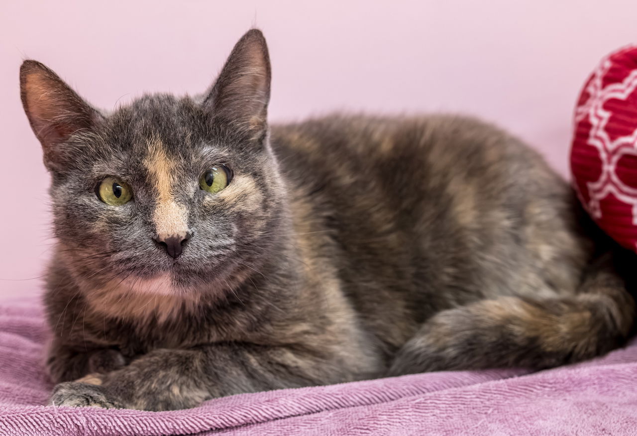 adoptable Cat in Columbus, OH named Gina - KBC