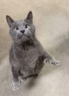 adoptable Cat in Columbus, OH named Nick Chubby - KBC