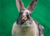 adoptable Rabbit in baton rouge, LA named Clover (#5) & Ted