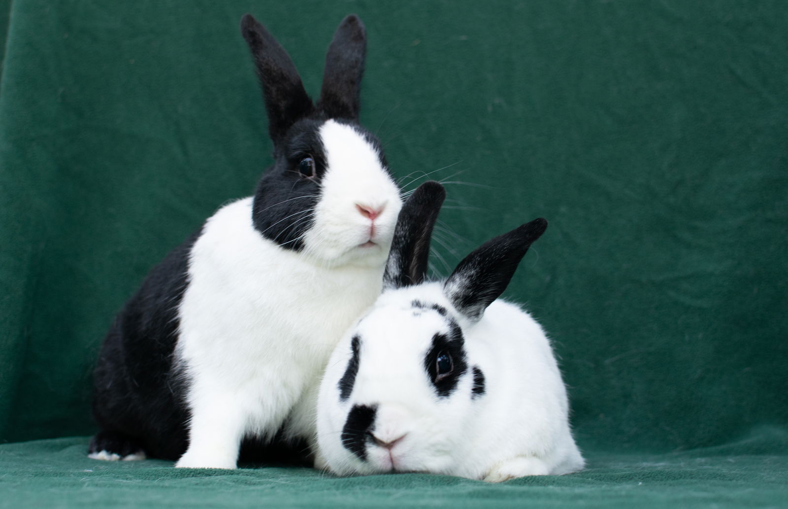 adoptable Rabbit in Baton Rouge, LA named Jigglypuff & Wigglytuff