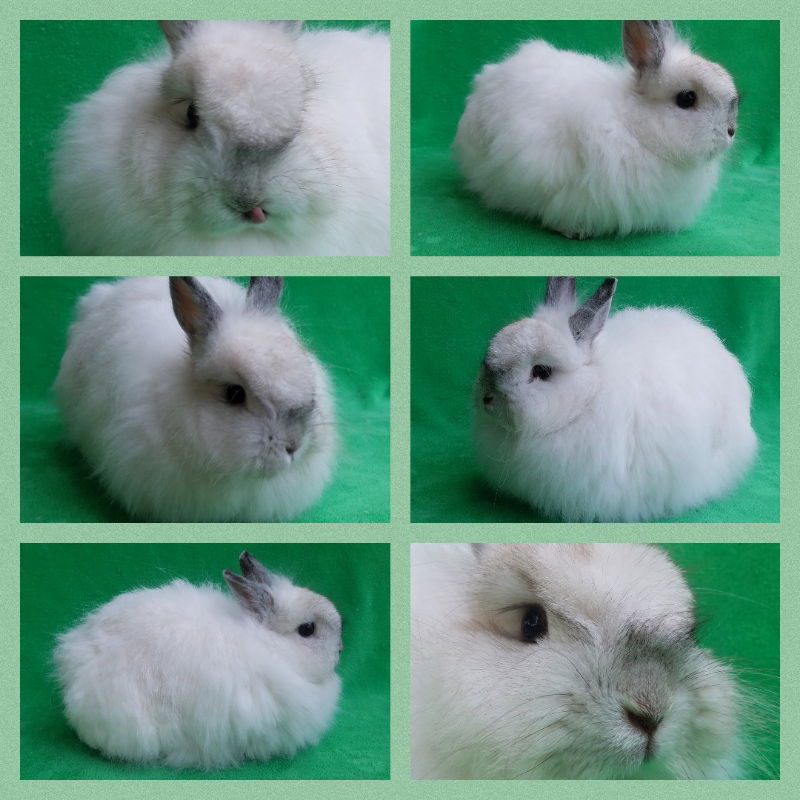 Jersey Wooly Rabbit Breed Information and Pictures 