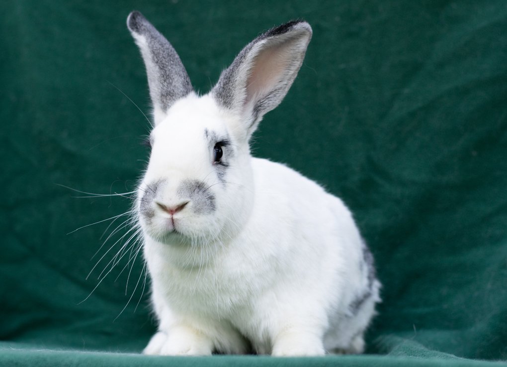 adoptable Rabbit in Baton Rouge, LA named Ted & Clover