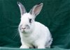 adoptable Rabbit in , LA named Ted & Clover