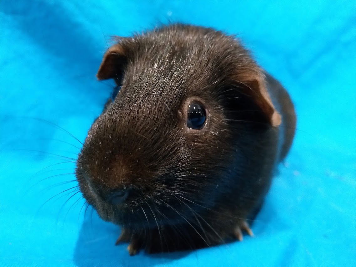 guinea pig rescue groups near me