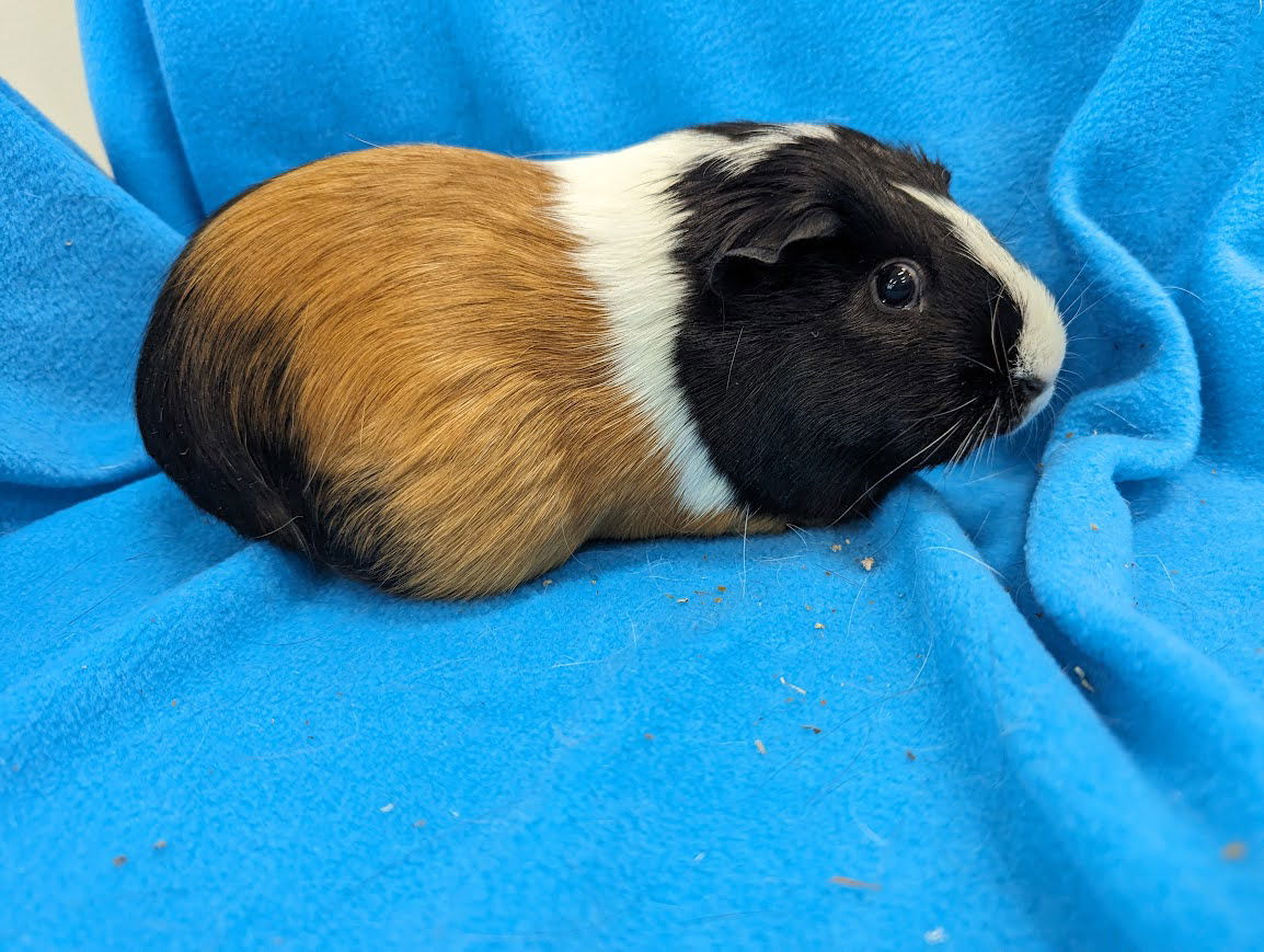 Guinea Pig adoption in Baton Rouge, LA 70816: Guinea Pig (short coat ...