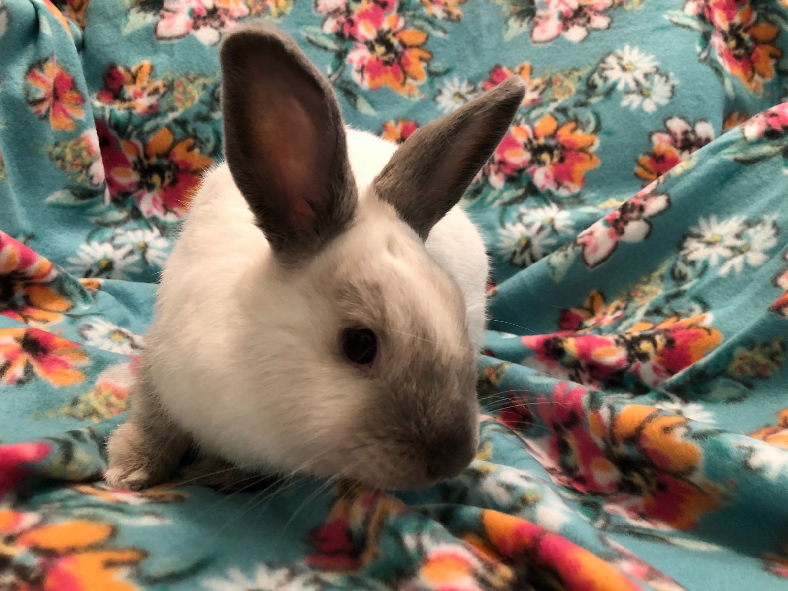 adoptable Rabbit in Baton Rouge, LA named Vin