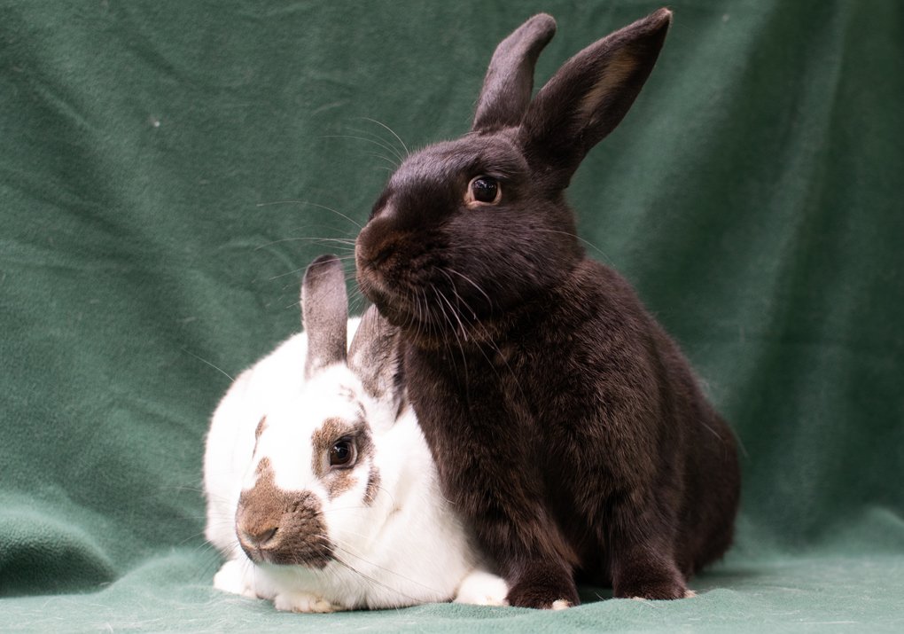 adoptable Rabbit in Baton Rouge, LA named Ponyo & Felix