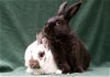 adoptable Rabbit in , LA named Ponyo & Felix