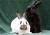adoptable Rabbit in baton rouge, LA named Felix & Ponyo