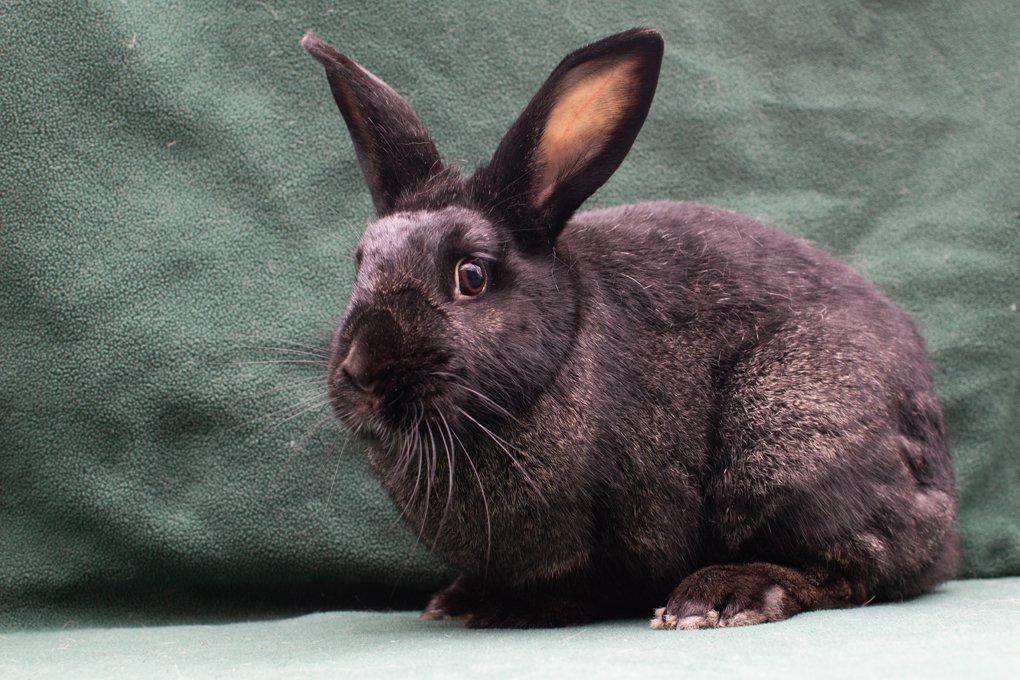 adoptable Rabbit in Baton Rouge, LA named Dominica