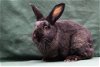 adoptable Rabbit in baton rouge, LA named Dominica