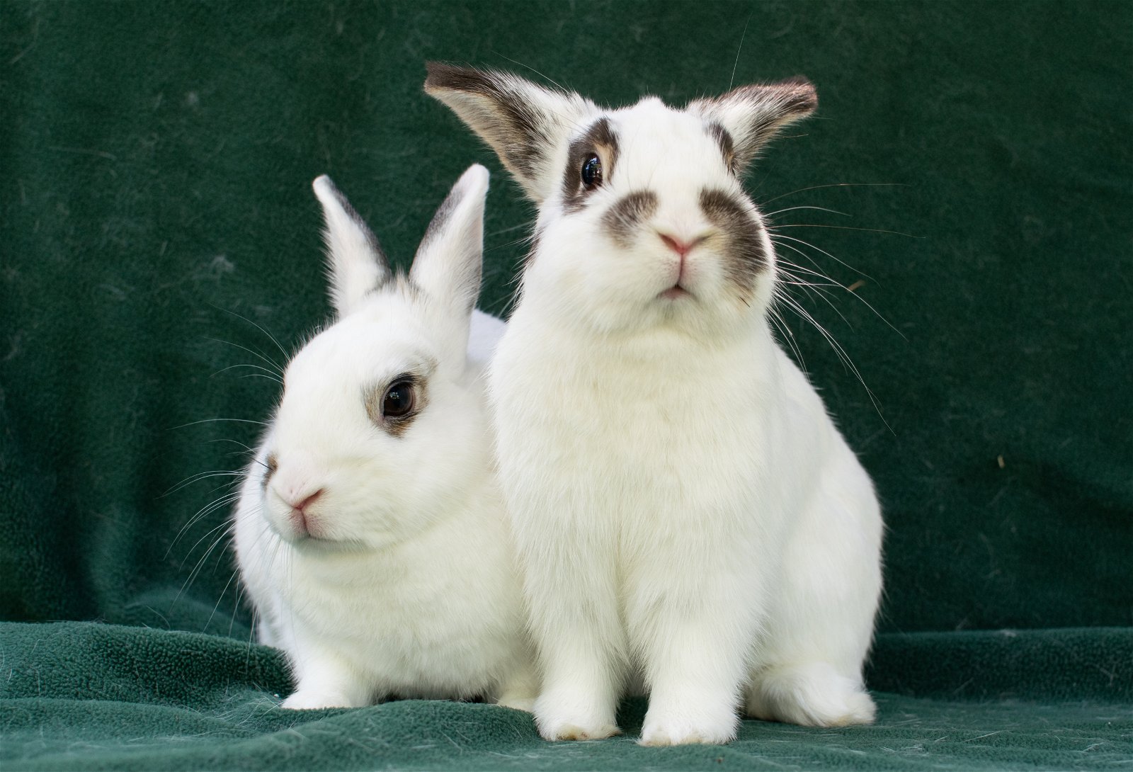 adoptable Rabbit in Baton Rouge, LA named Tewkesbury & Tootsie